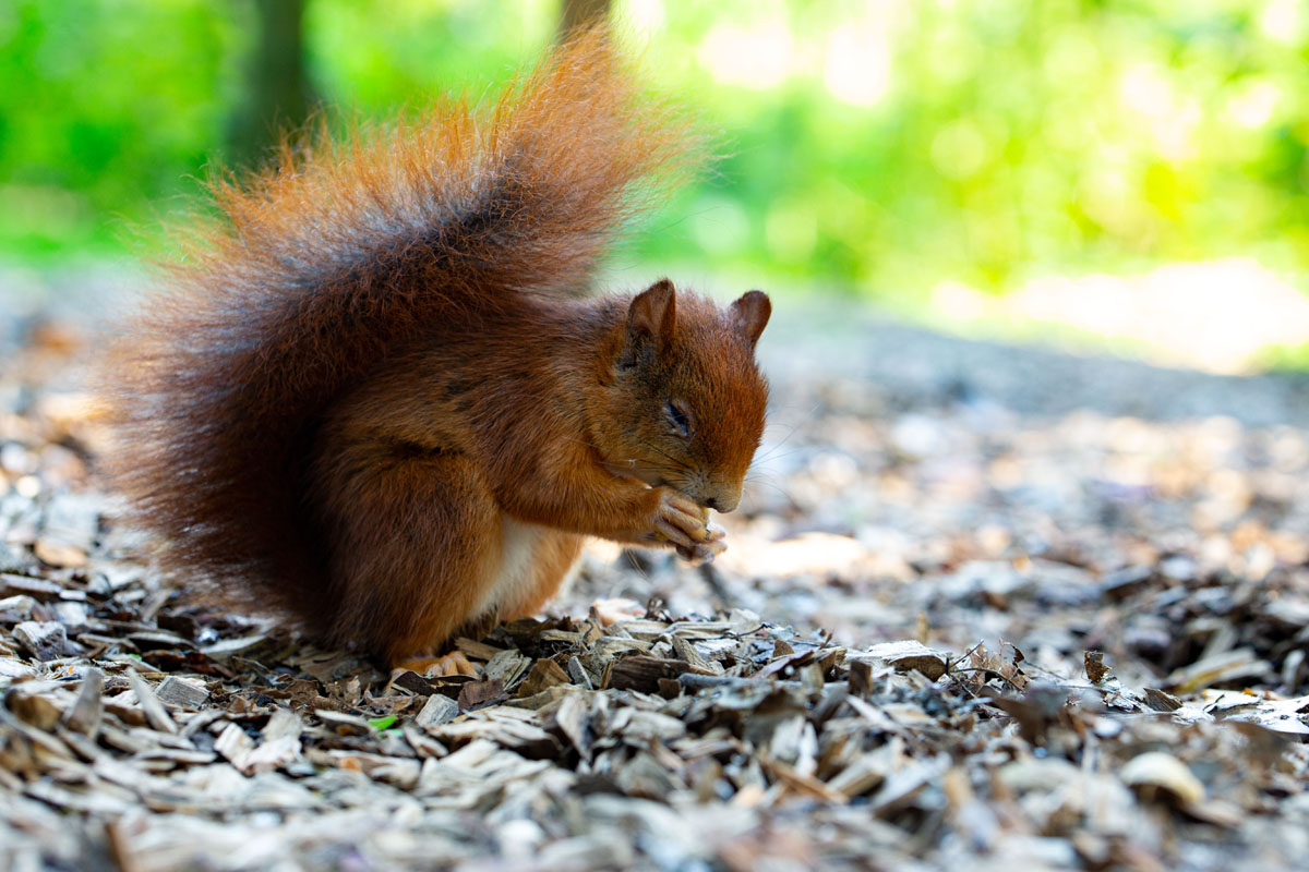 Eichhörnchen