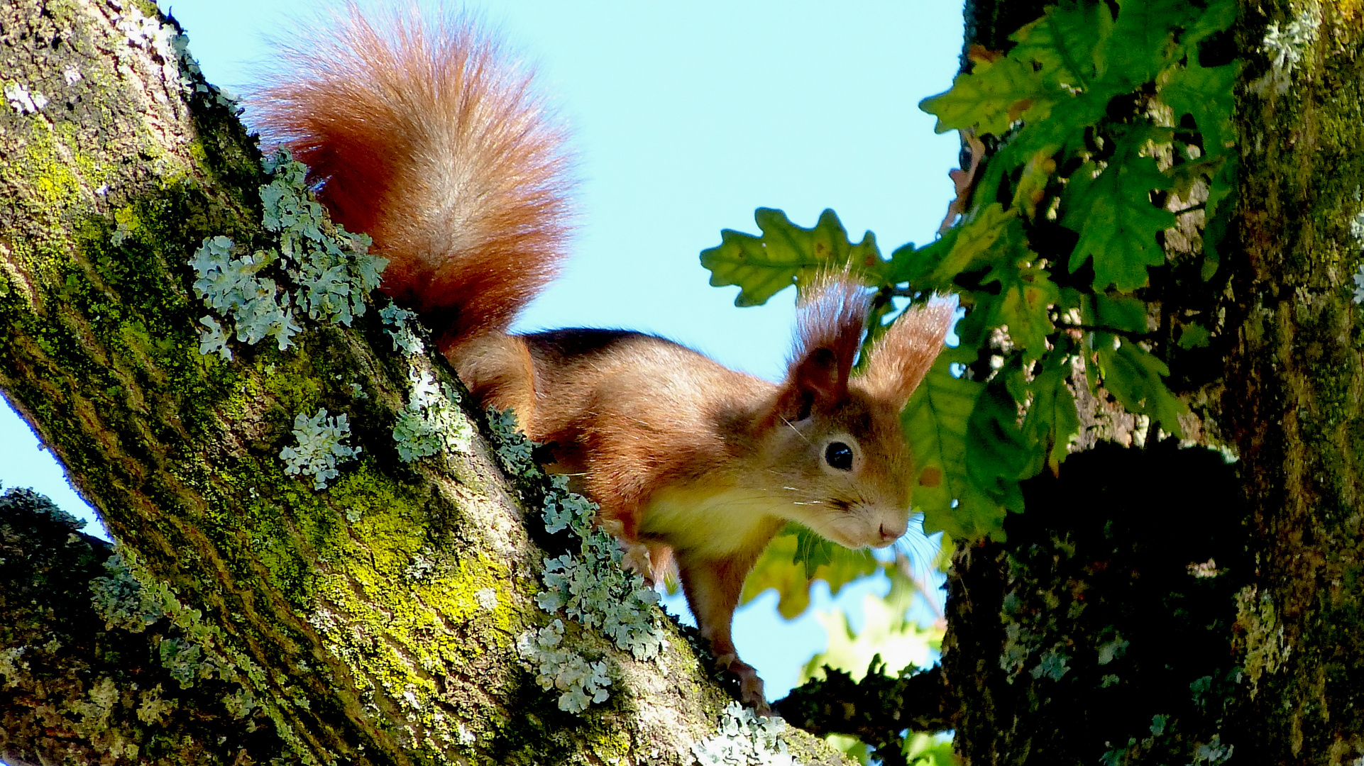 Eichhörnchen 16