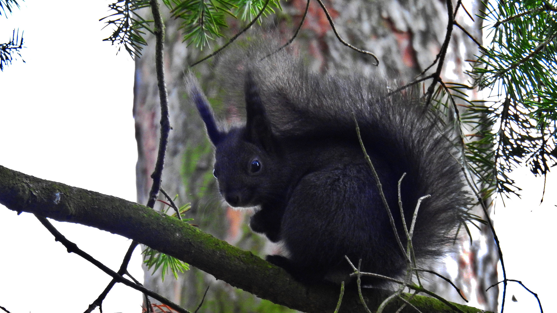 Eichhörnchen 16