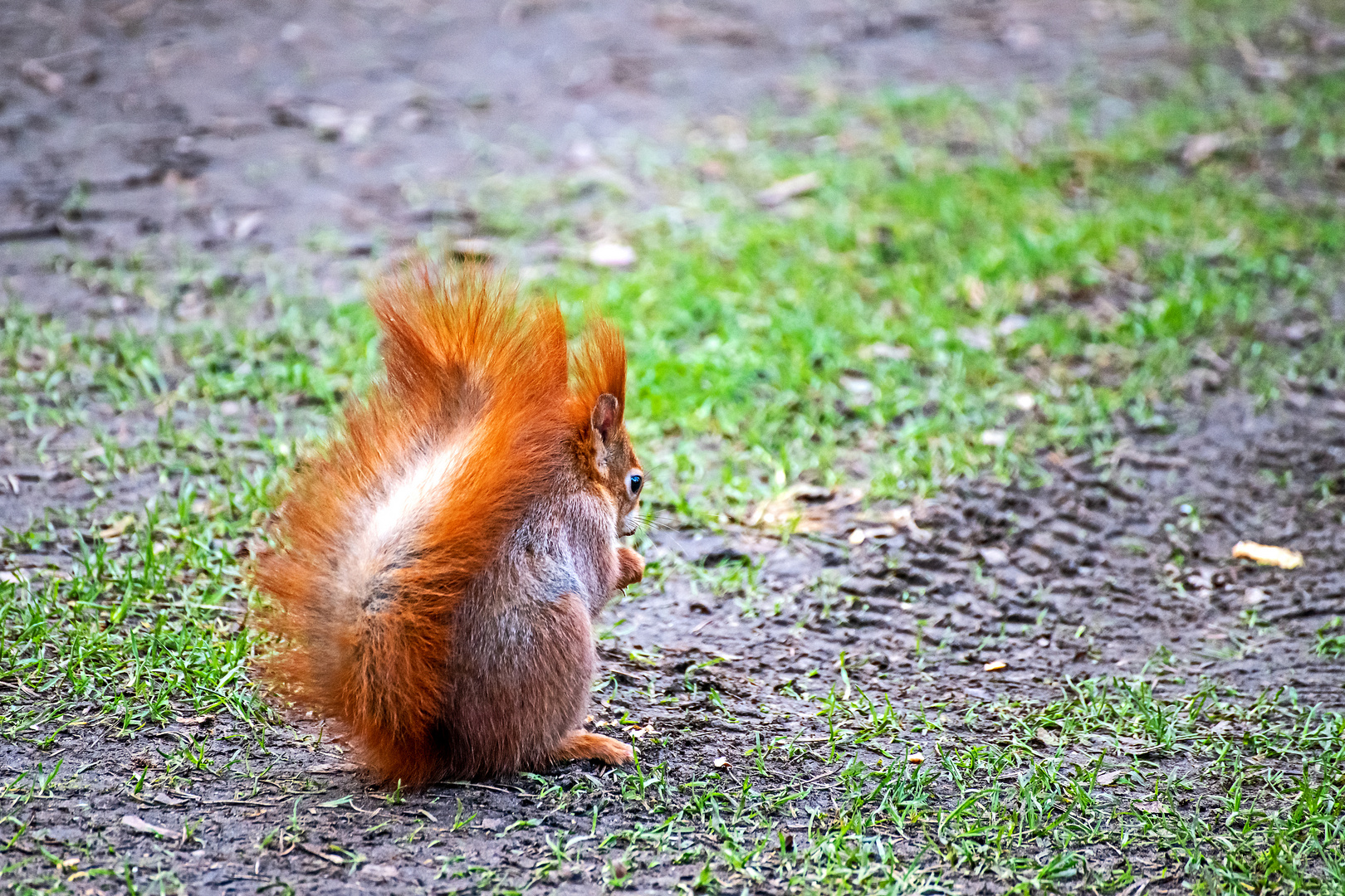 Eichhörnchen