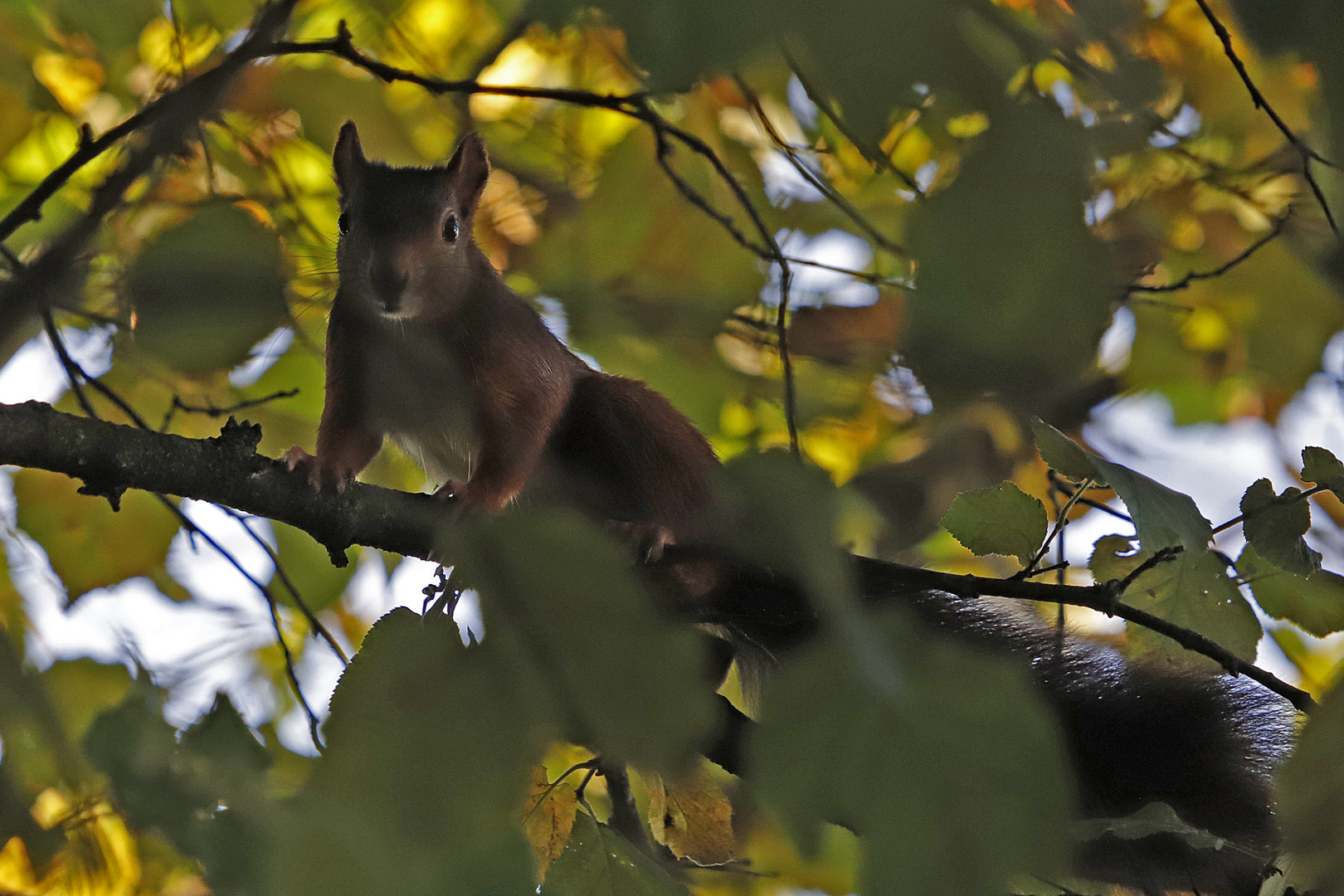 Eichhörnchen