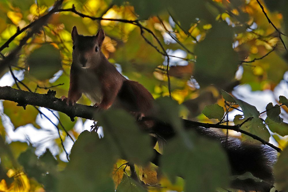 Eichhörnchen Foto & Bild | tiere, wildlife, landschaft Bilder auf