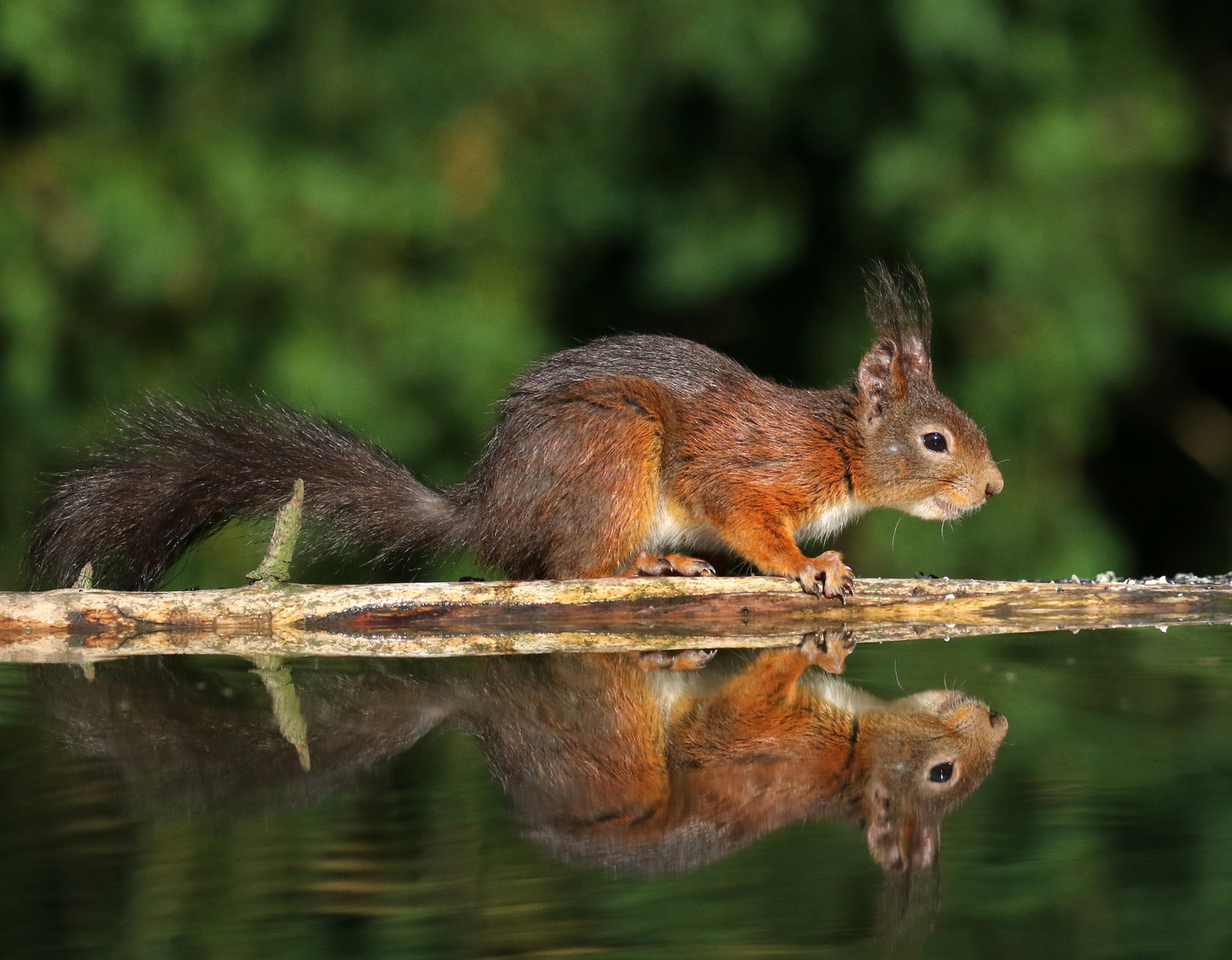 Eichhörnchen