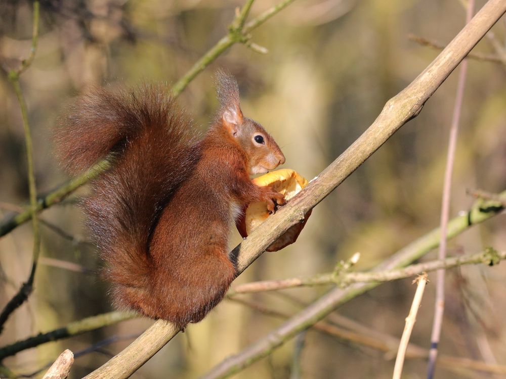 Eichhörnchen