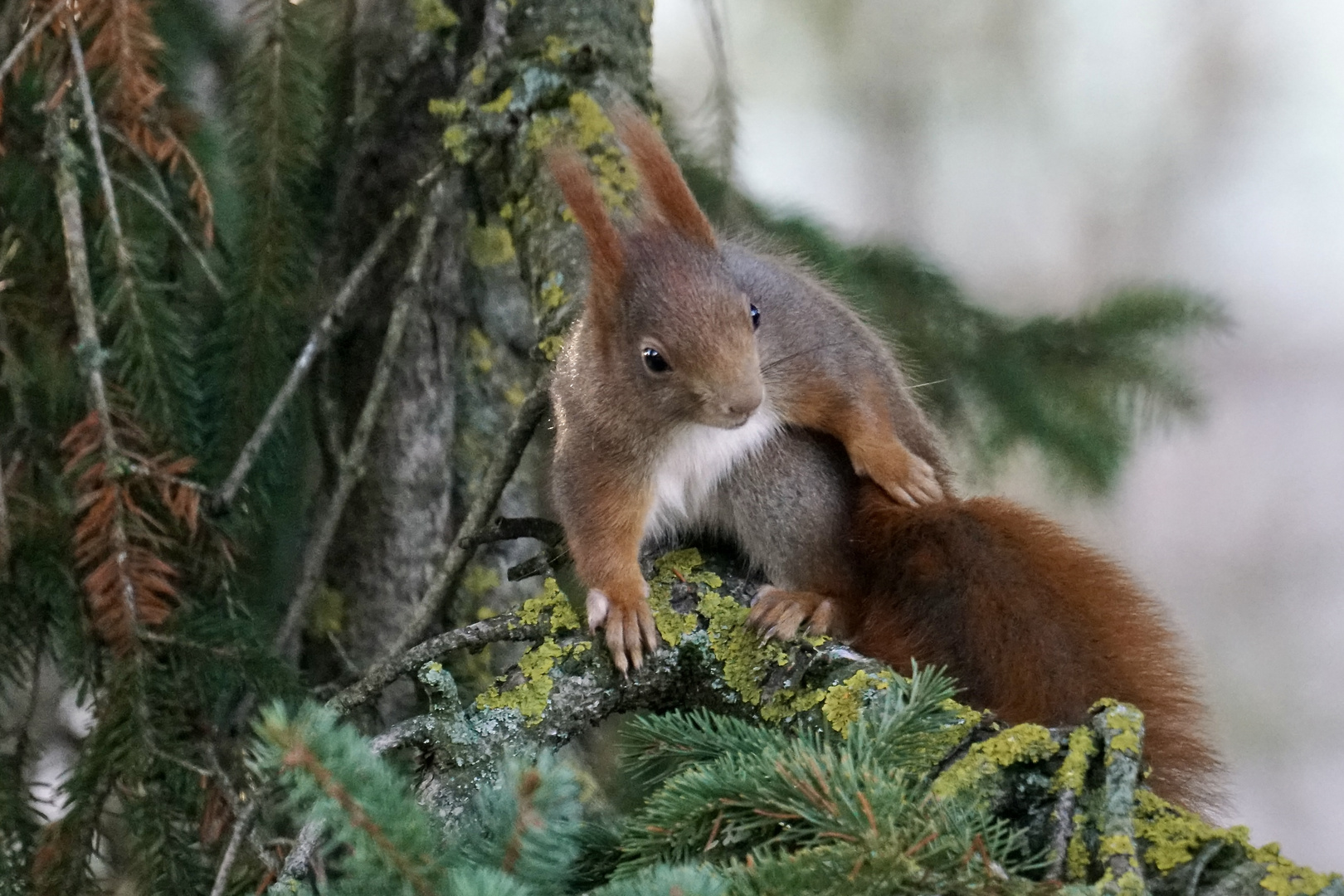 Eichhörnchen...