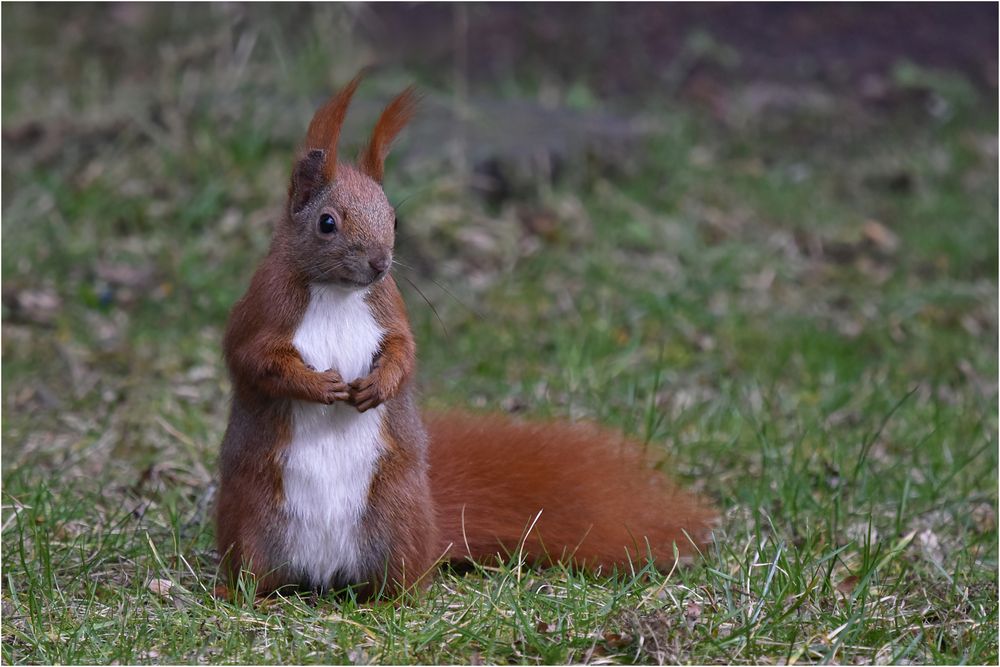 Eichhörnchen