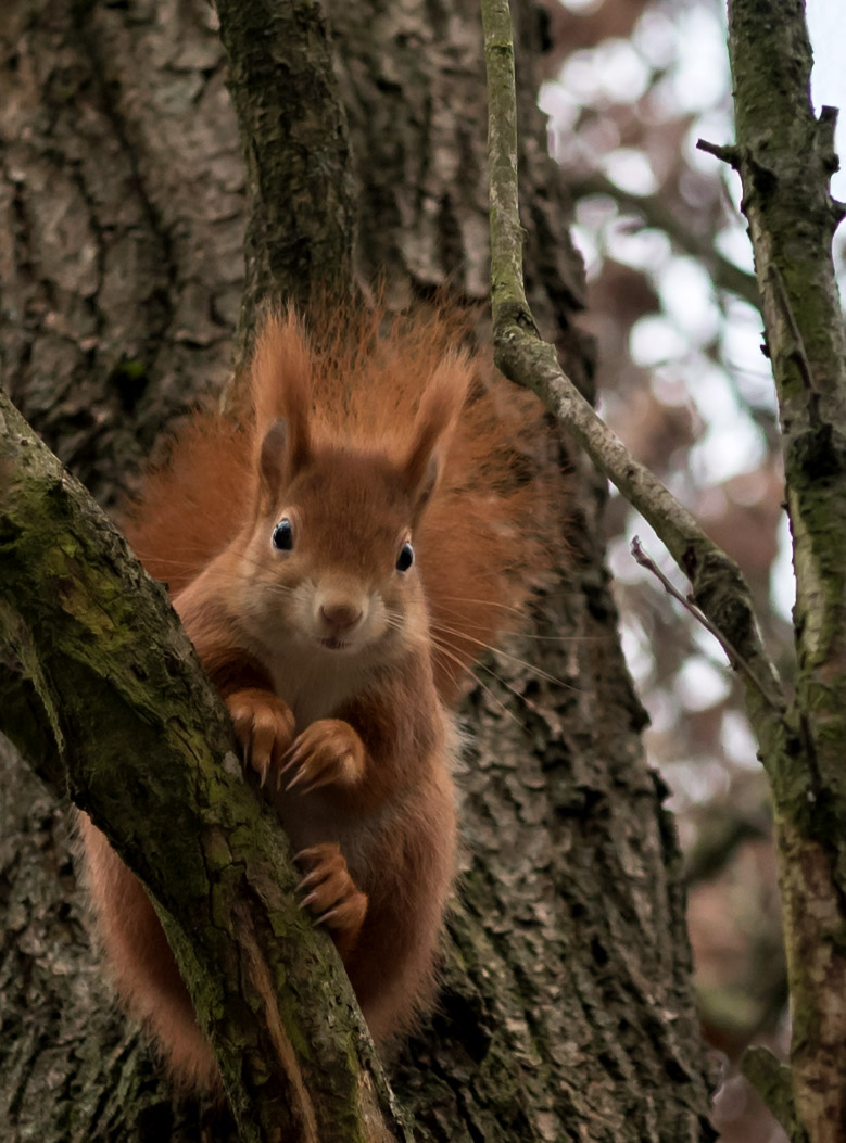 Eichhörnchen