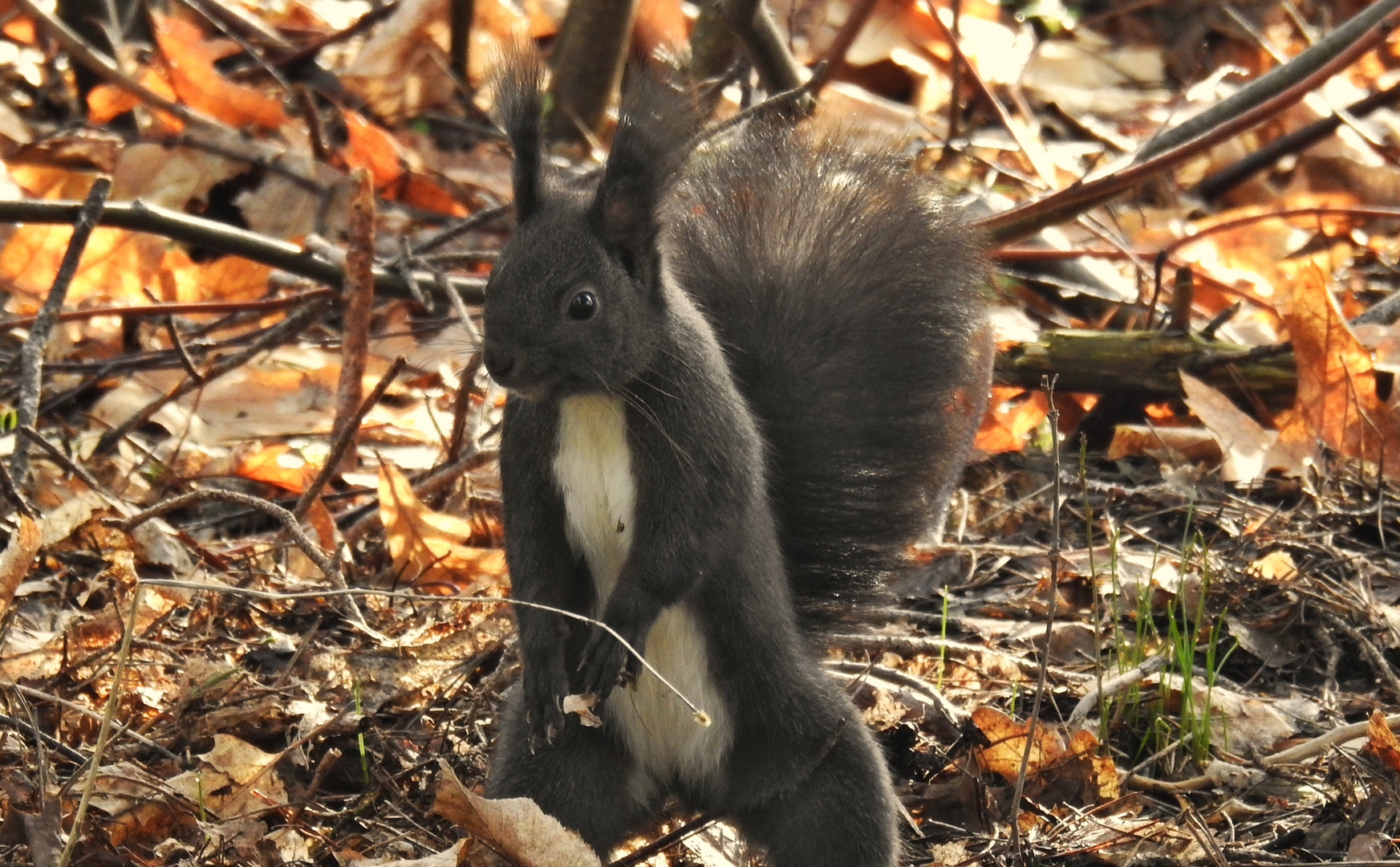 Eichhörnchen 17