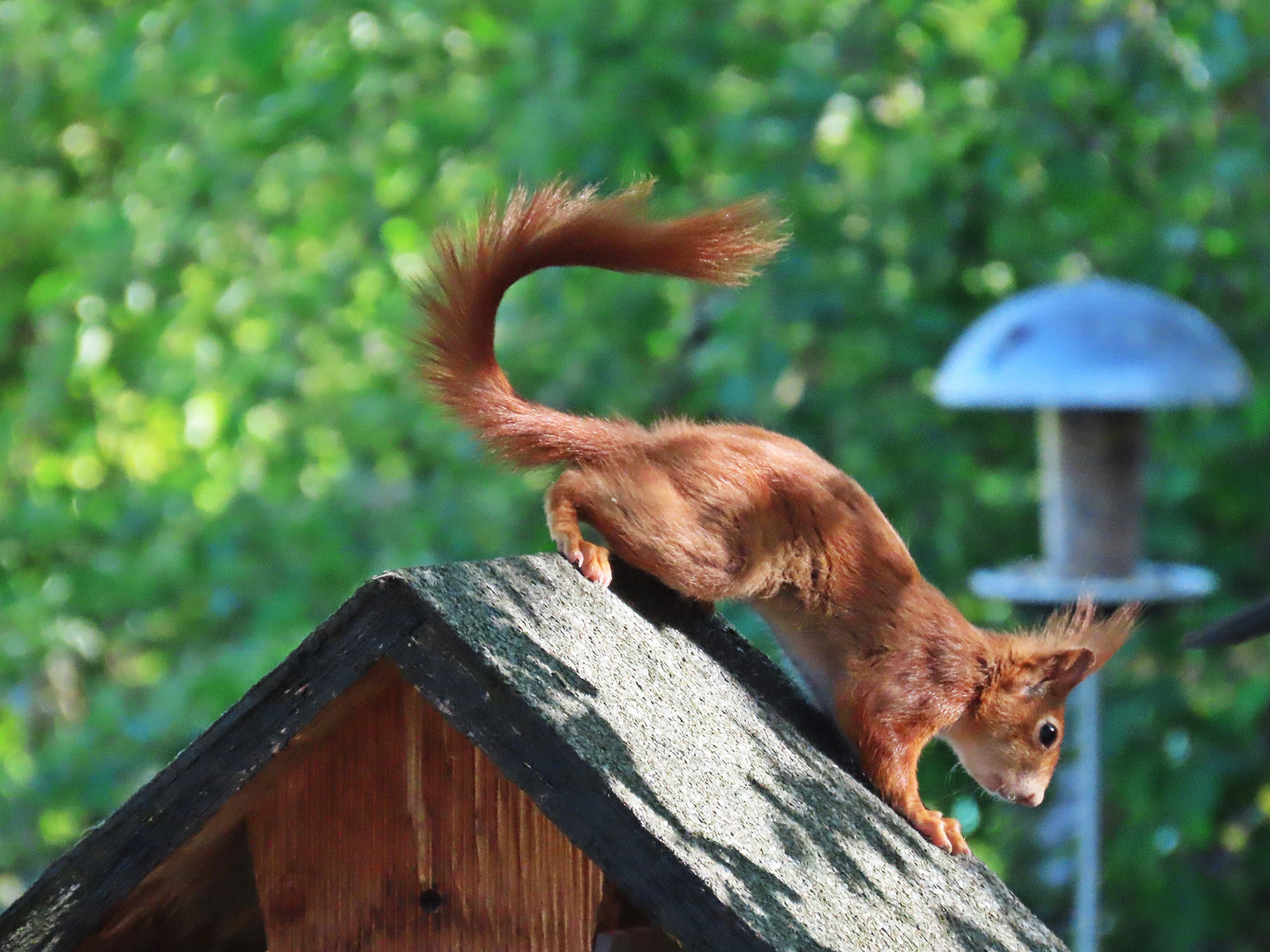 Eichhörnchen (17.04.22)