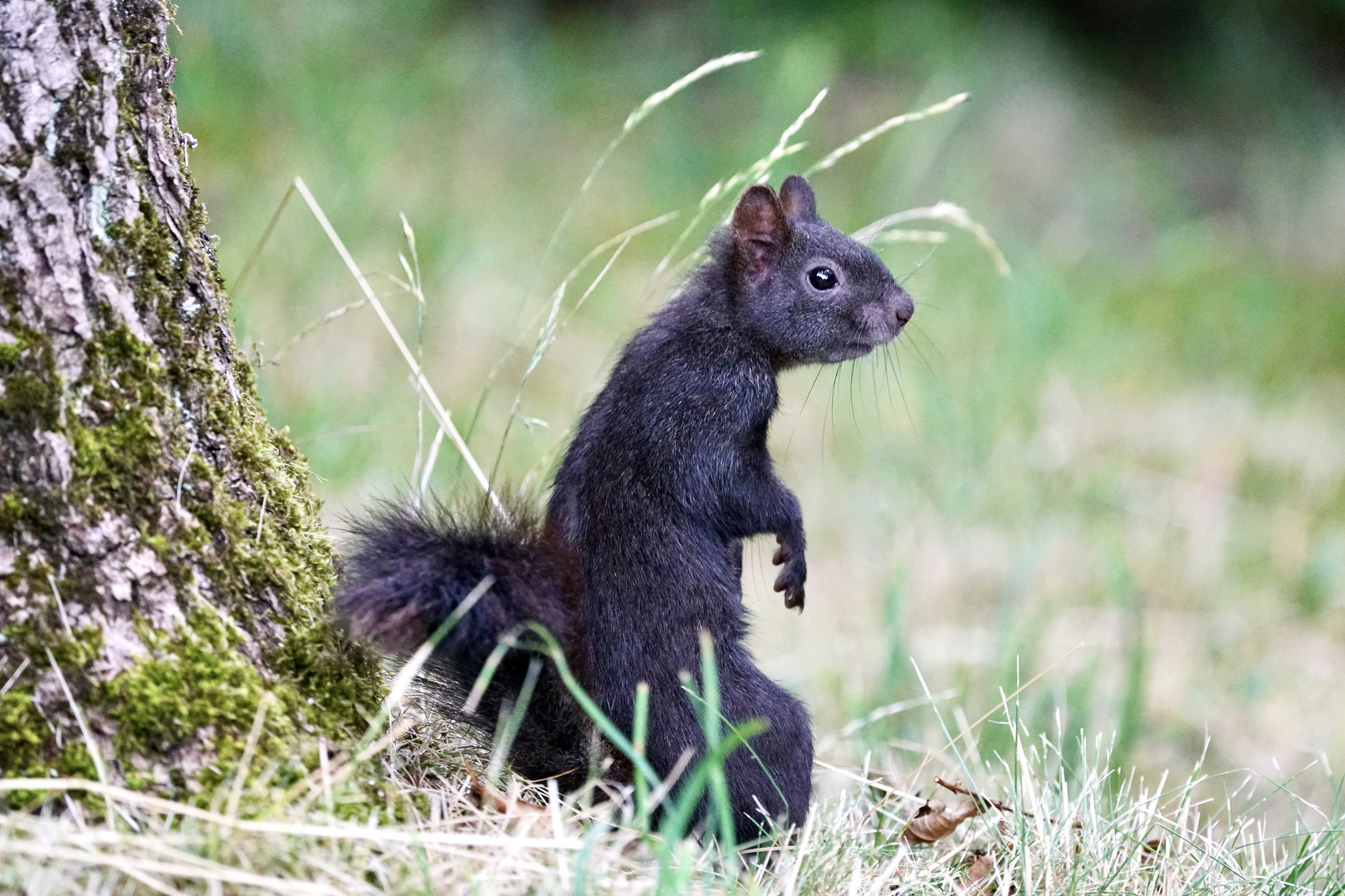 Eichhörnchen