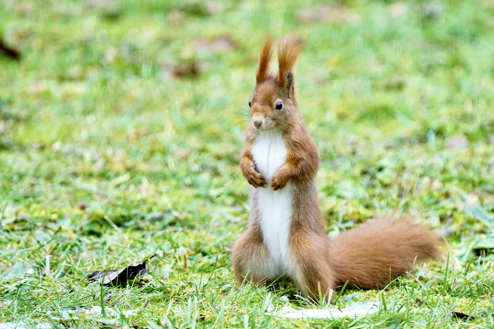 Eichhörnchen