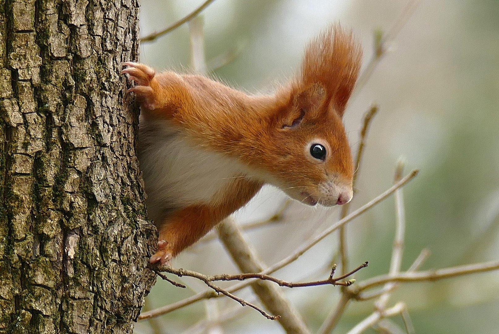 Eichhörnchen