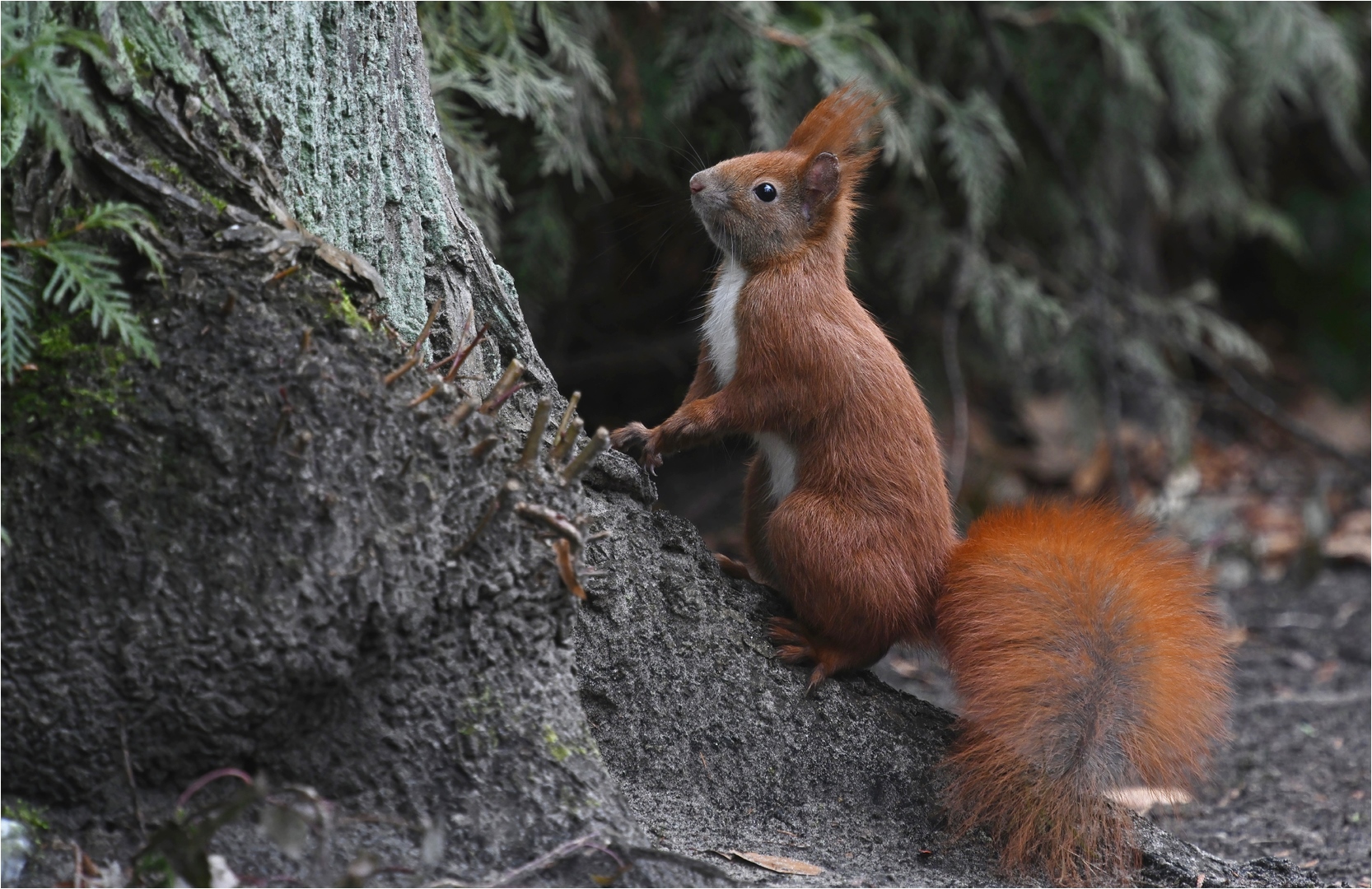 Eichhörnchen 