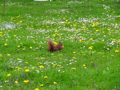 Eichhörnchen