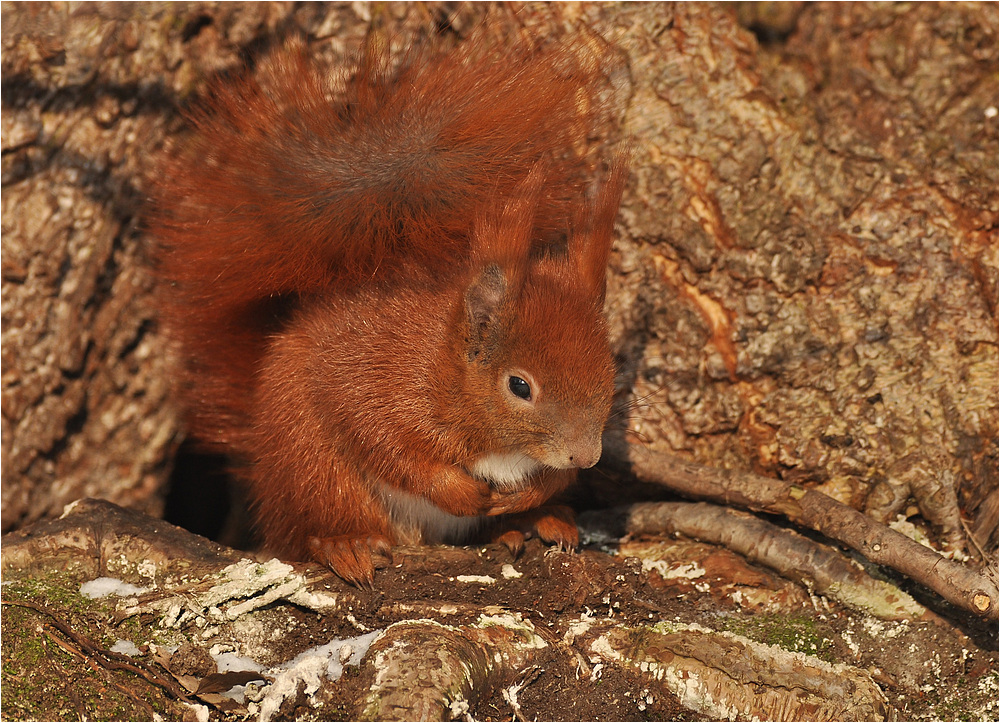 Eichhörnchen