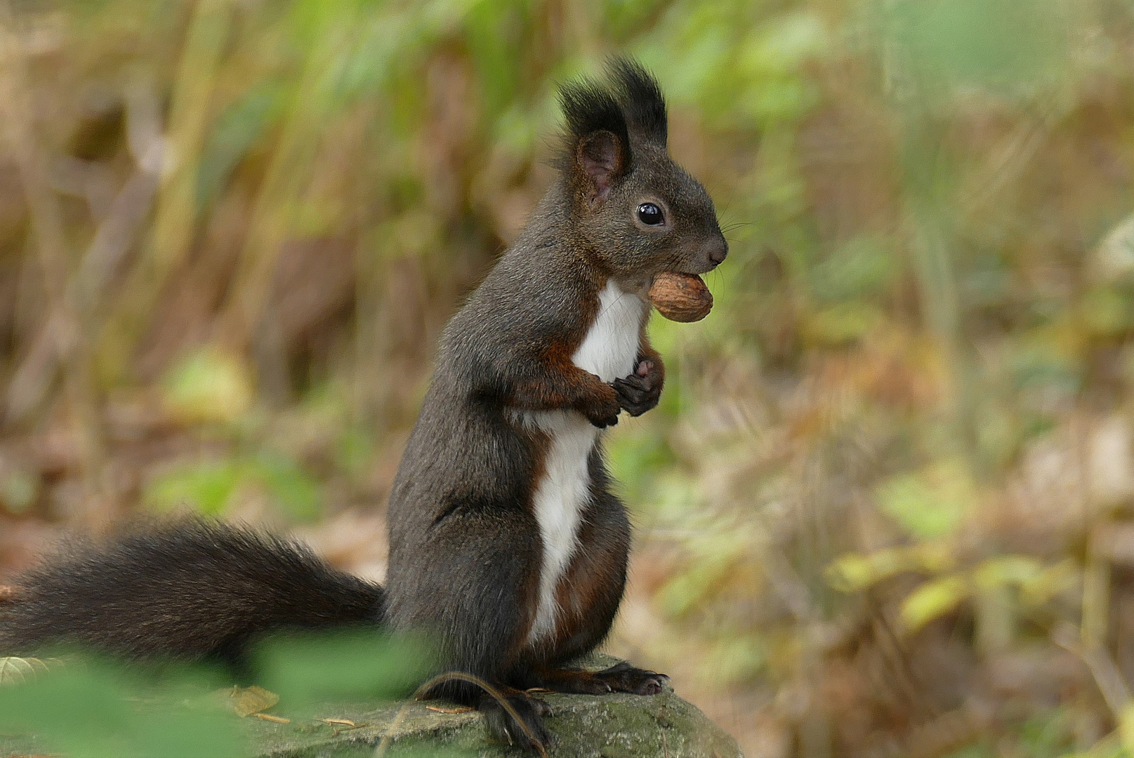 Eichhörnchen 