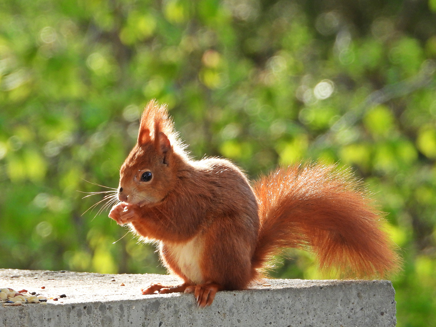 Eichhörnchen (19.04.2023)