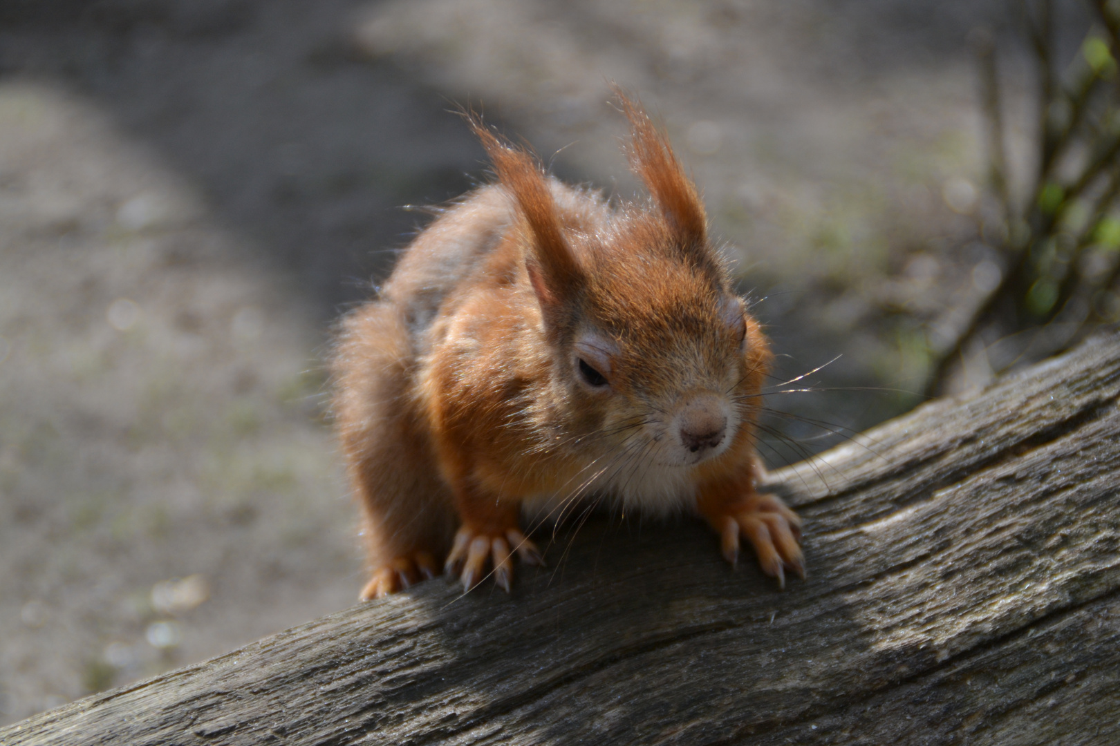 Eichhörnchen