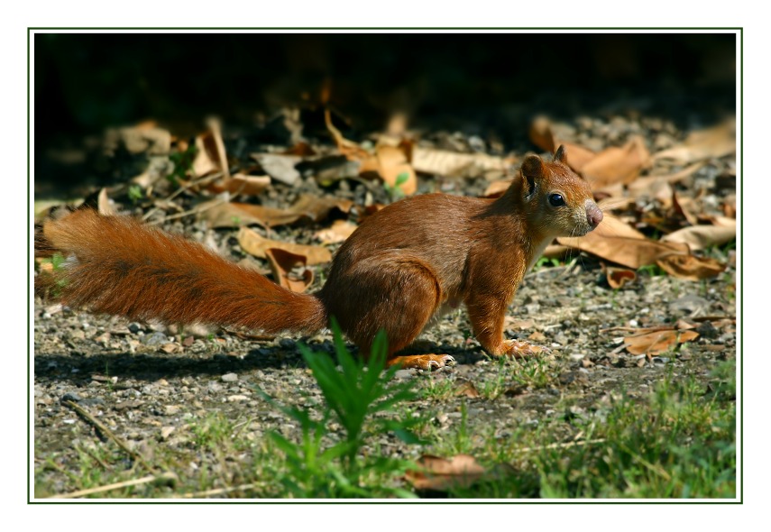 Eichhörnchen