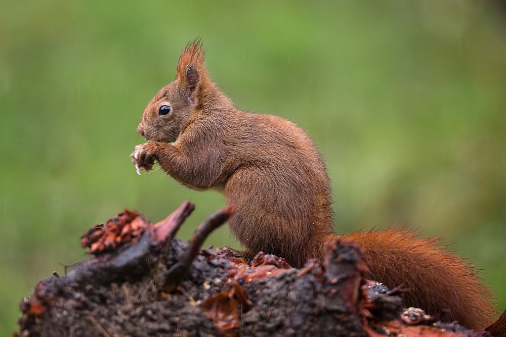 Eichhörnchen