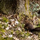 Eichhörnchen