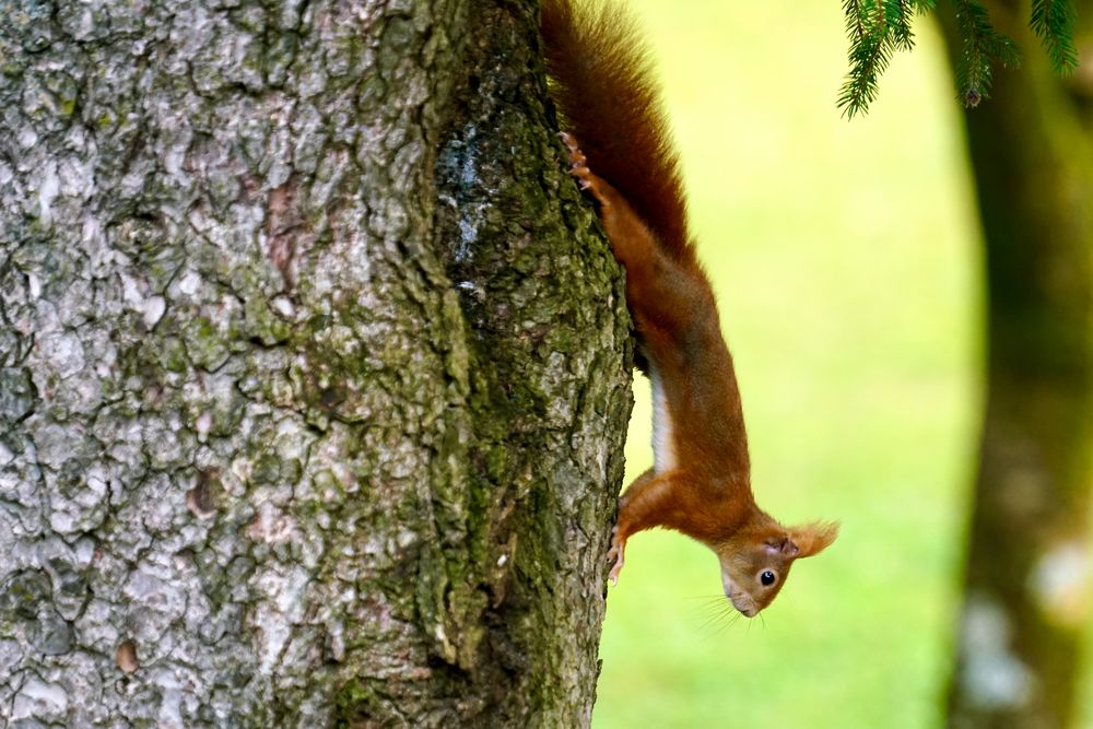 Eichhörnchen..