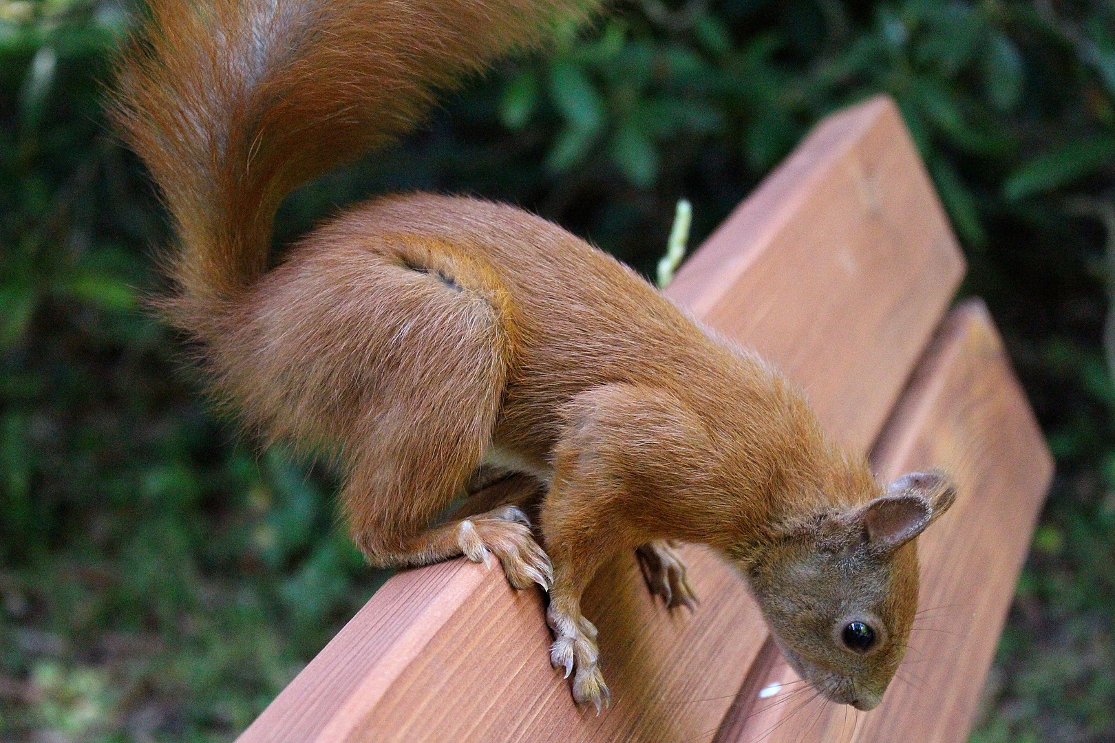 Eichhörnchen