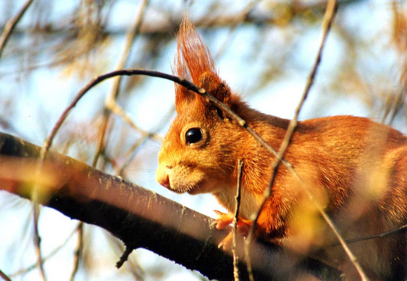 Eichhörnchen