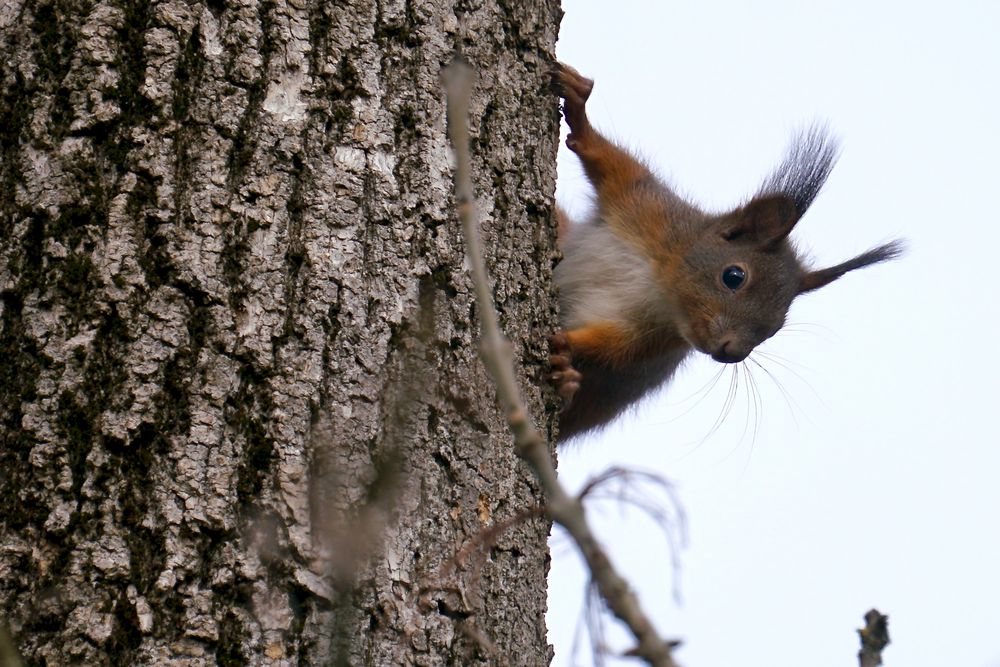 Eichhörnchen..