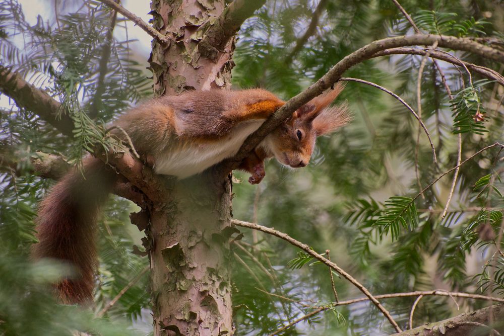 Eichhörnchen