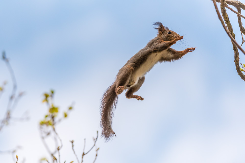 Eichhörnchen 