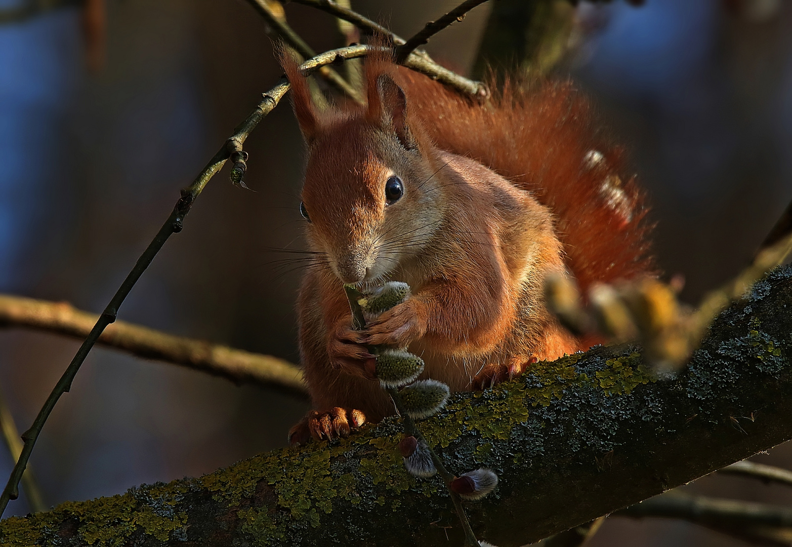 Eichhörnchen