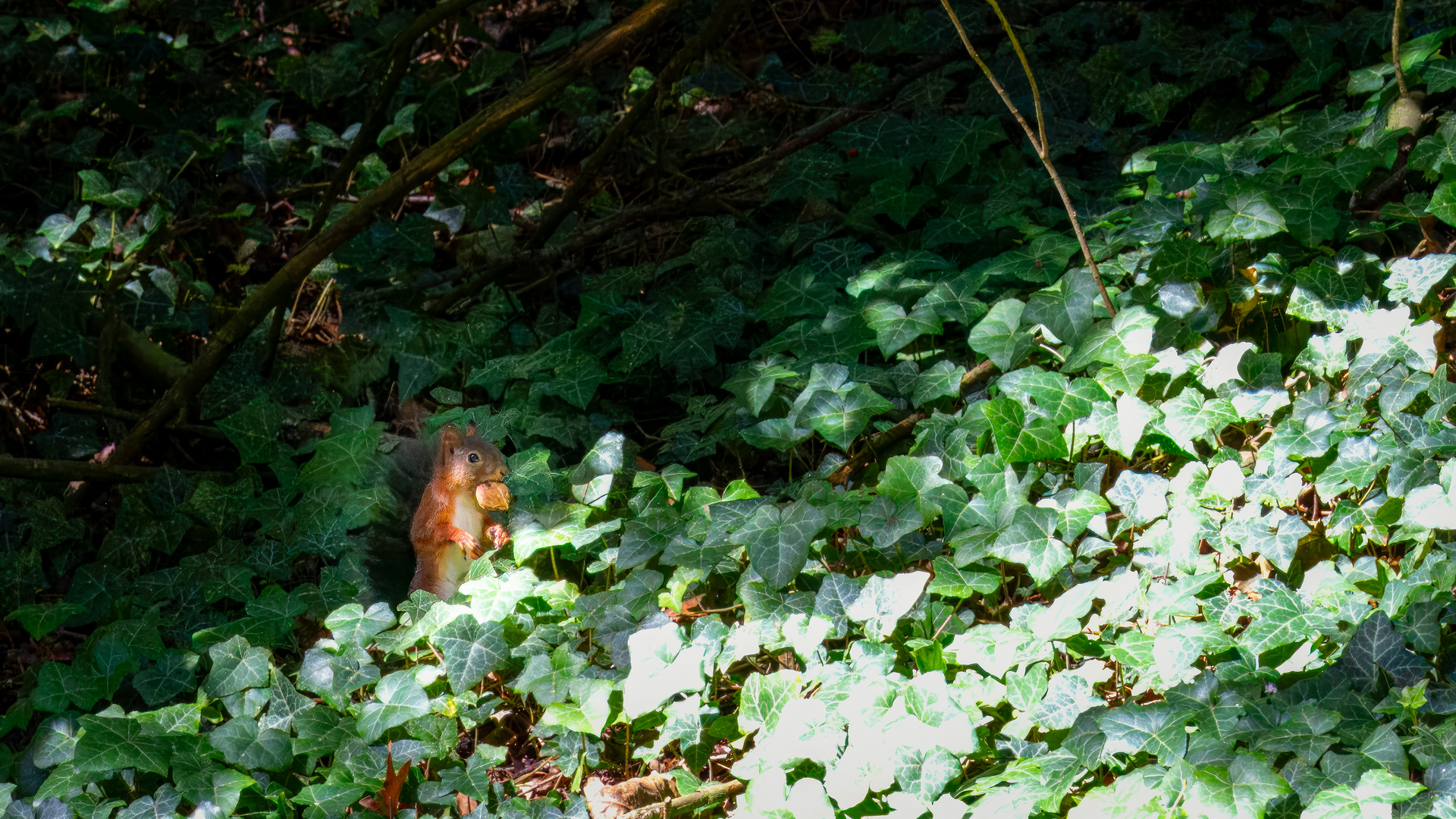 Eichhörnchen