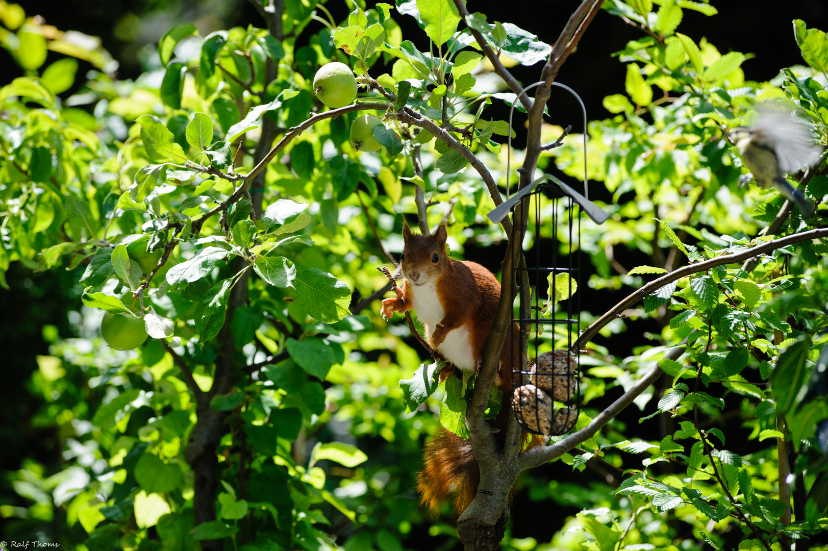 Eichhörnchen