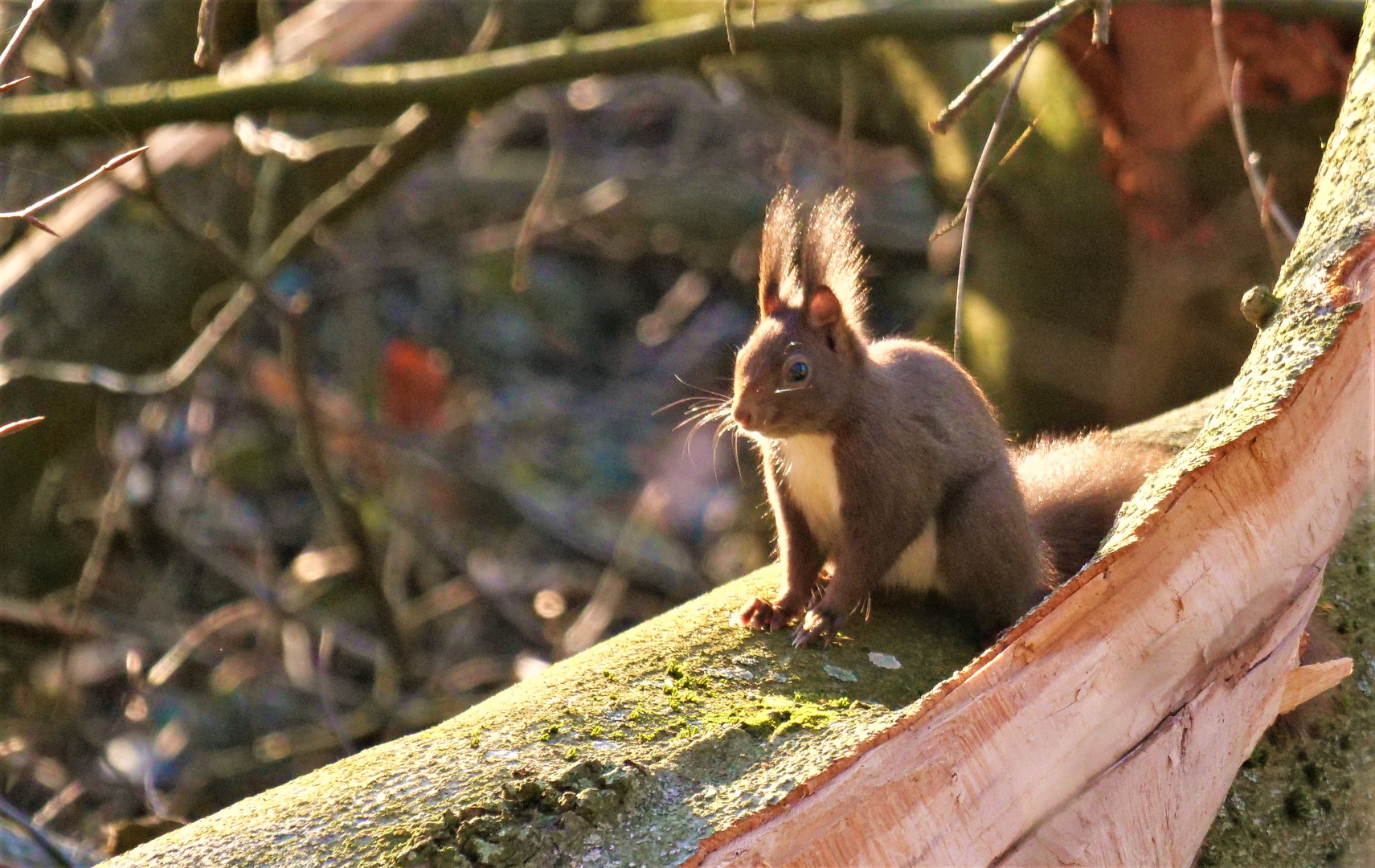 Eichhörnchen