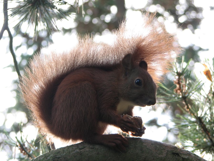 Eichhörnchen Foto & Bild | tiere, wildlife, natur Bilder auf fotocommunity