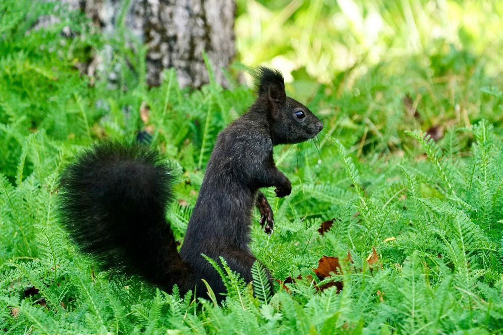 Eichhörnchen