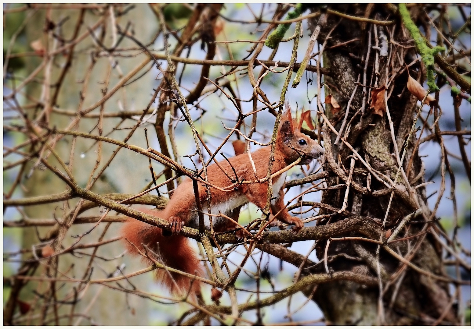 Eichhörnchen 