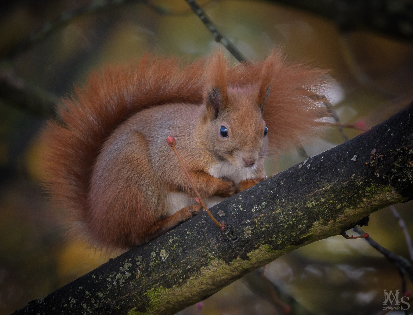 Eichhörnchen 