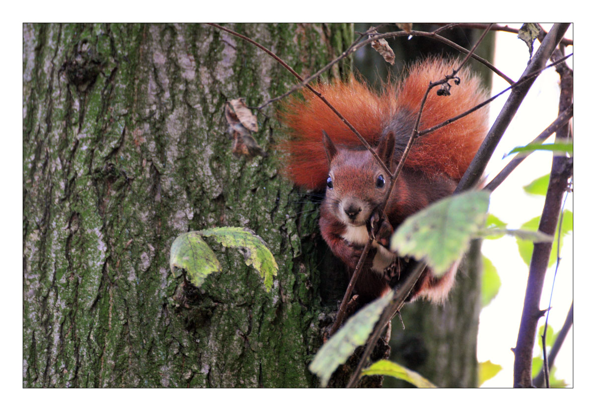 Eichhörnchen