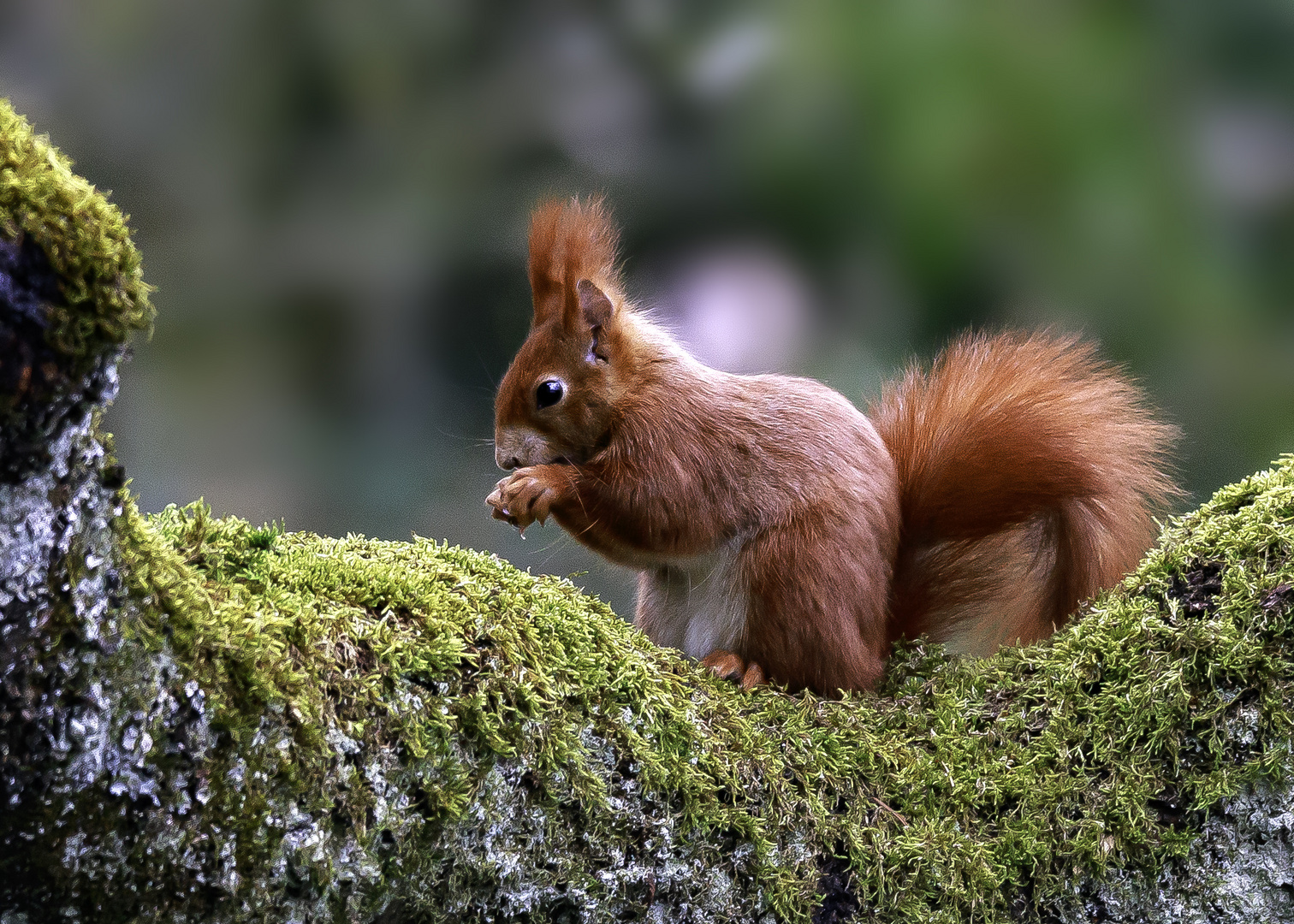 Eichhörnchen