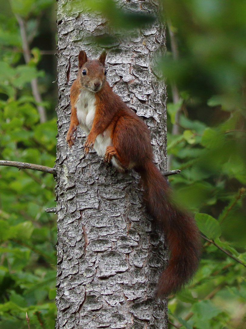 Eichhörnchen