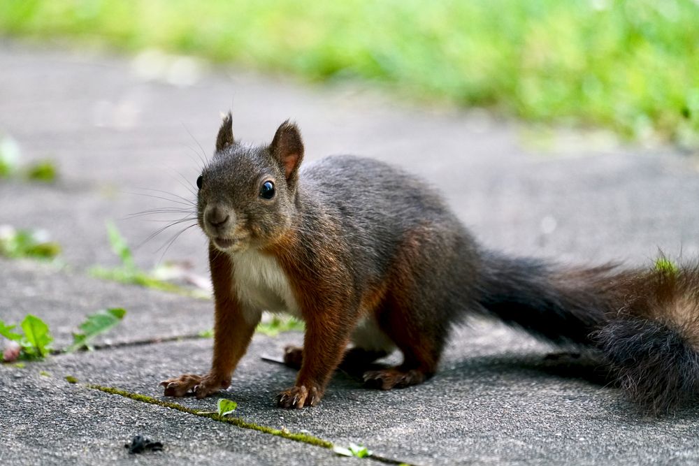 Eichhörnchen