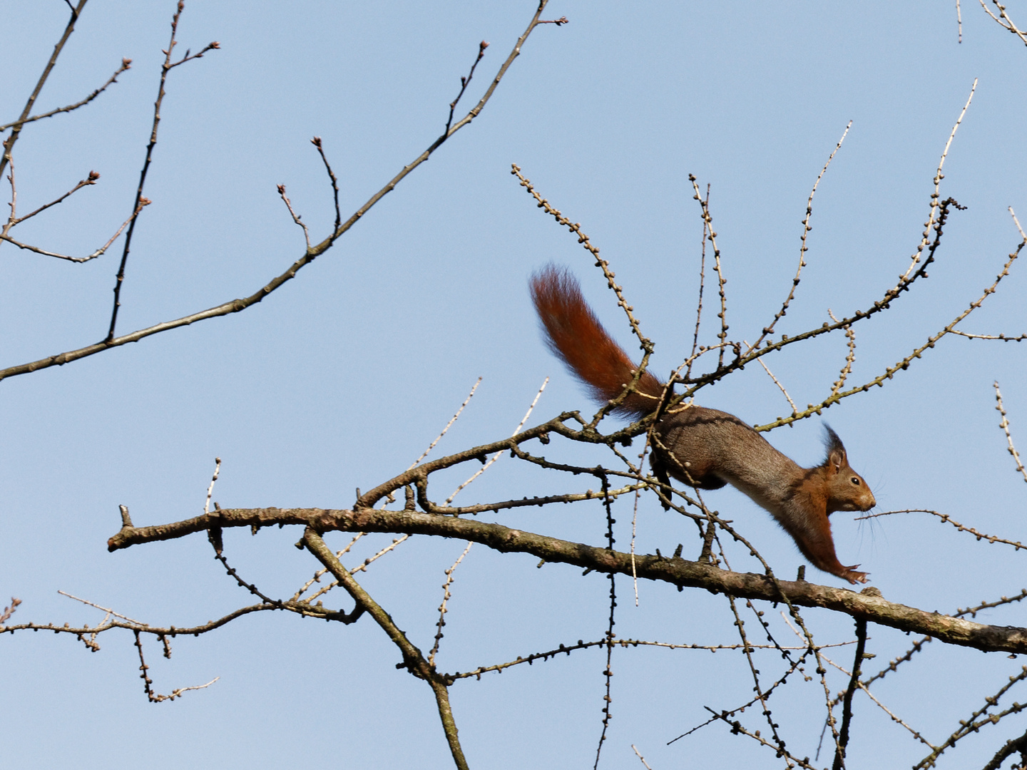 Eichhörnchen