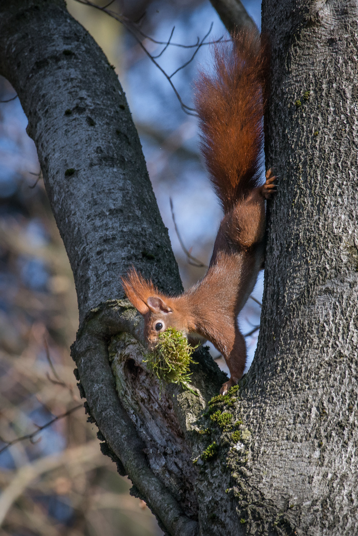 Eichhörnchen