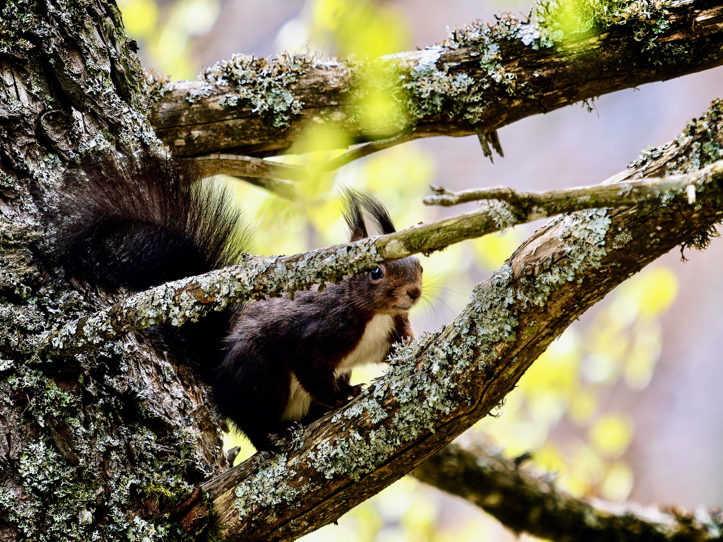 Eichhörnchen 2