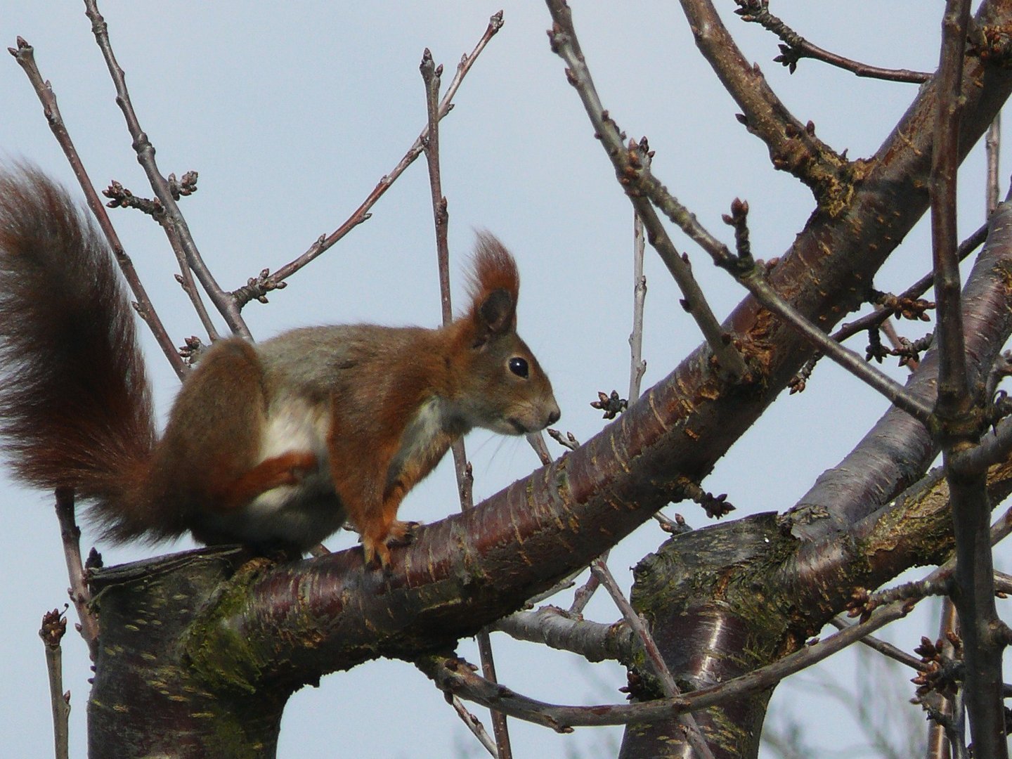 Eichhörnchen 2