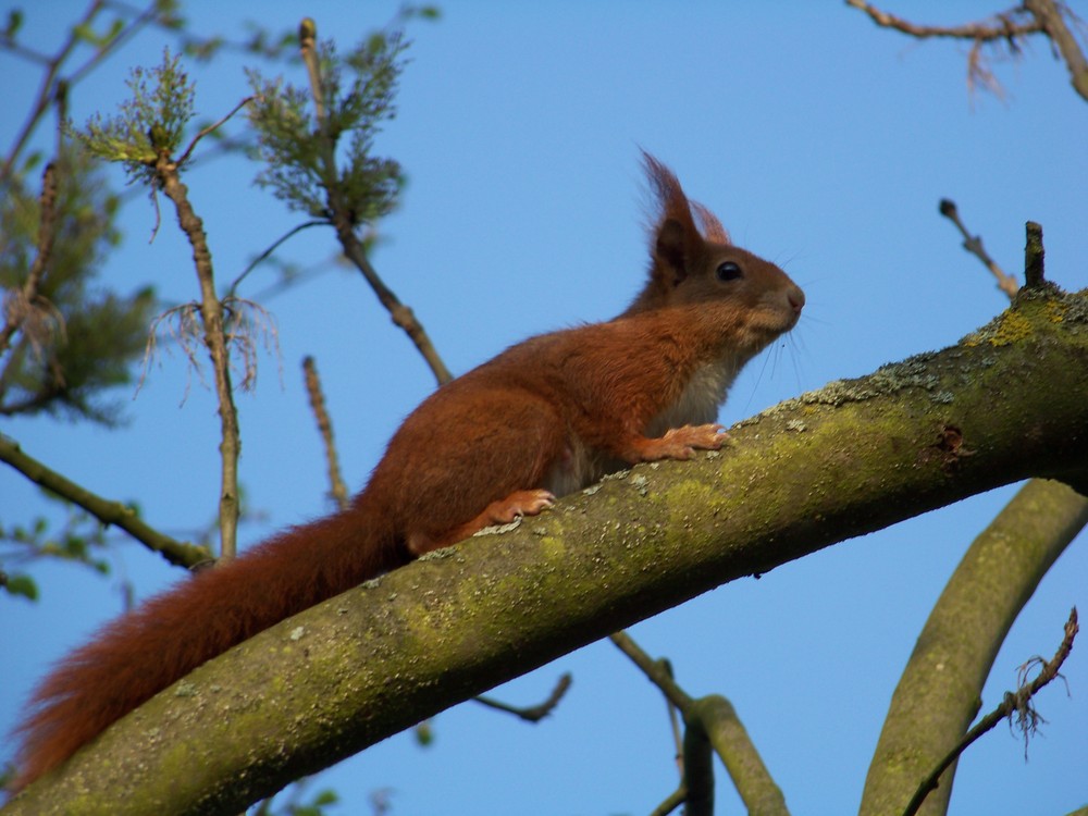 *** Eichhörnchen 2 ***