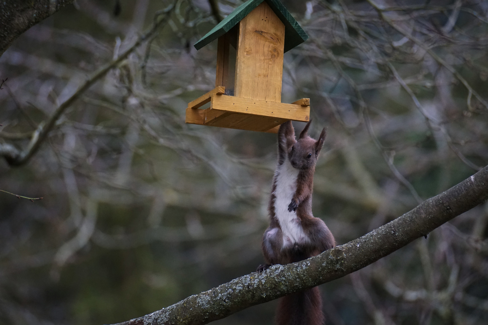 Eichhörnchen 2