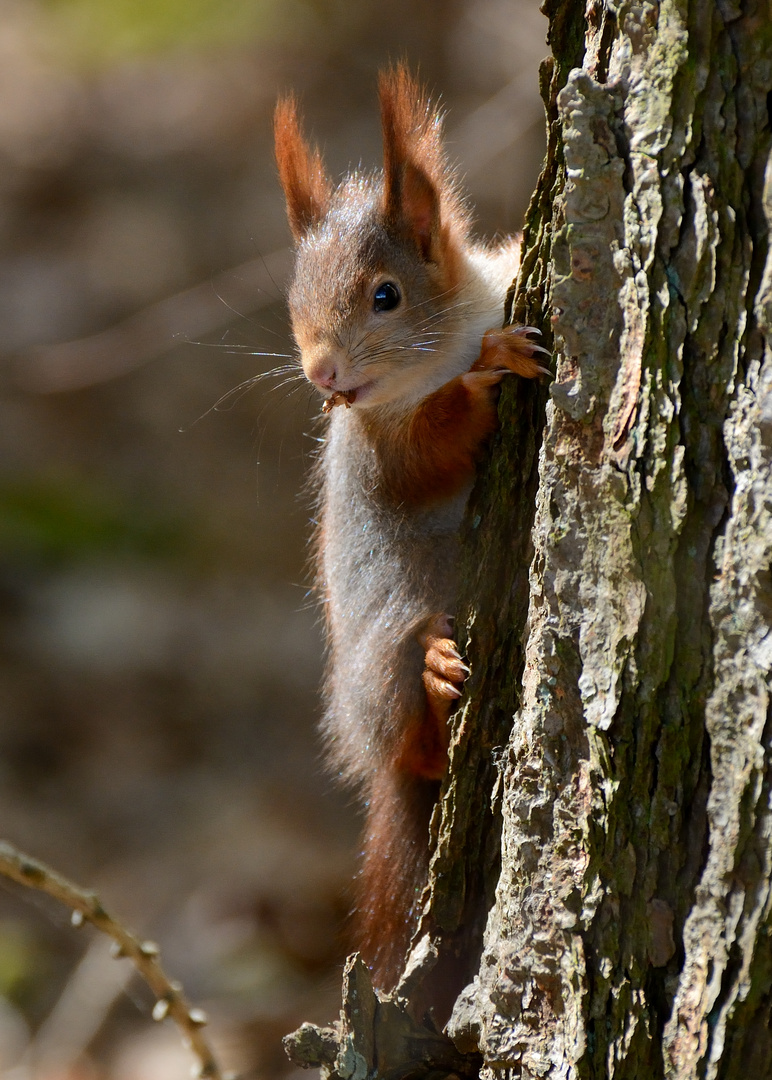 Eichhörnchen 2